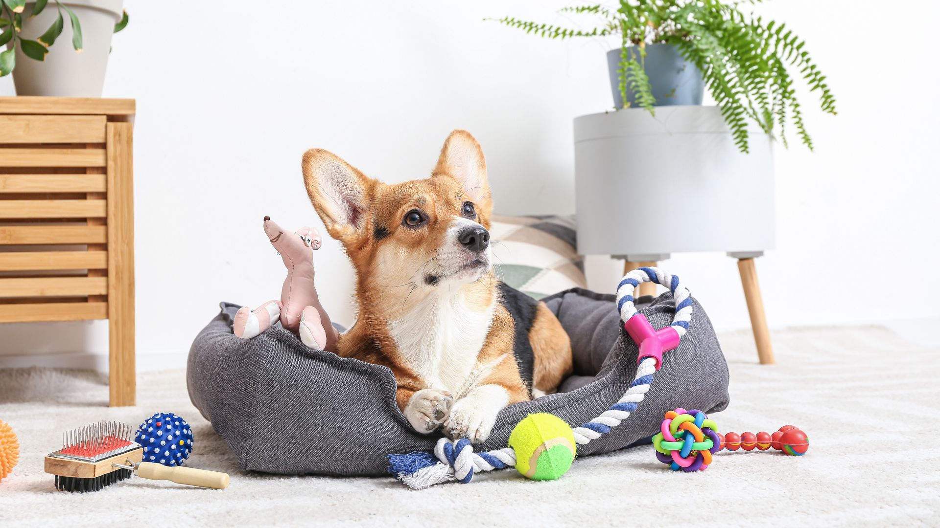 Pet Products from China to the UK