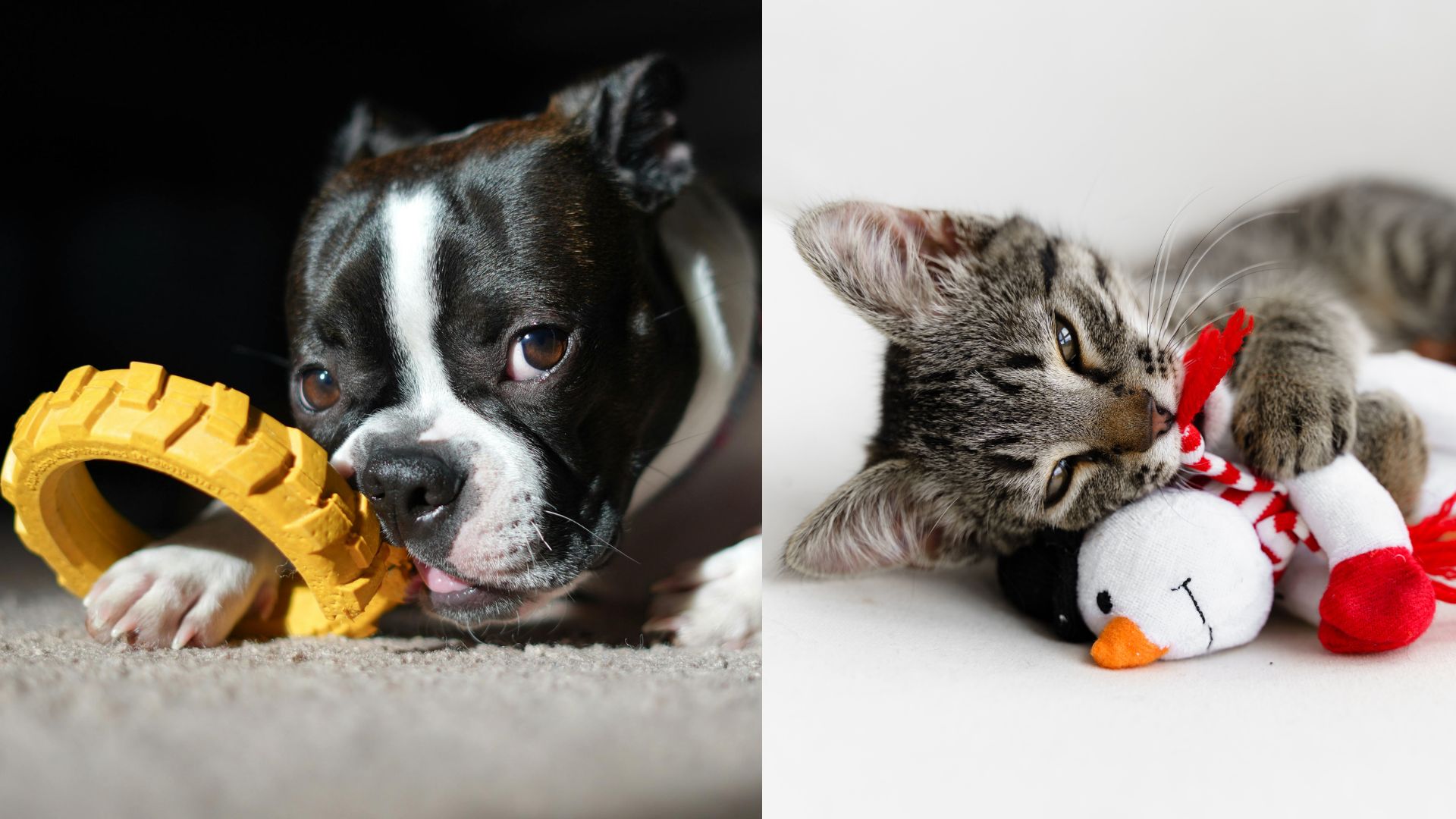 UK Rules for Pet Accessories
