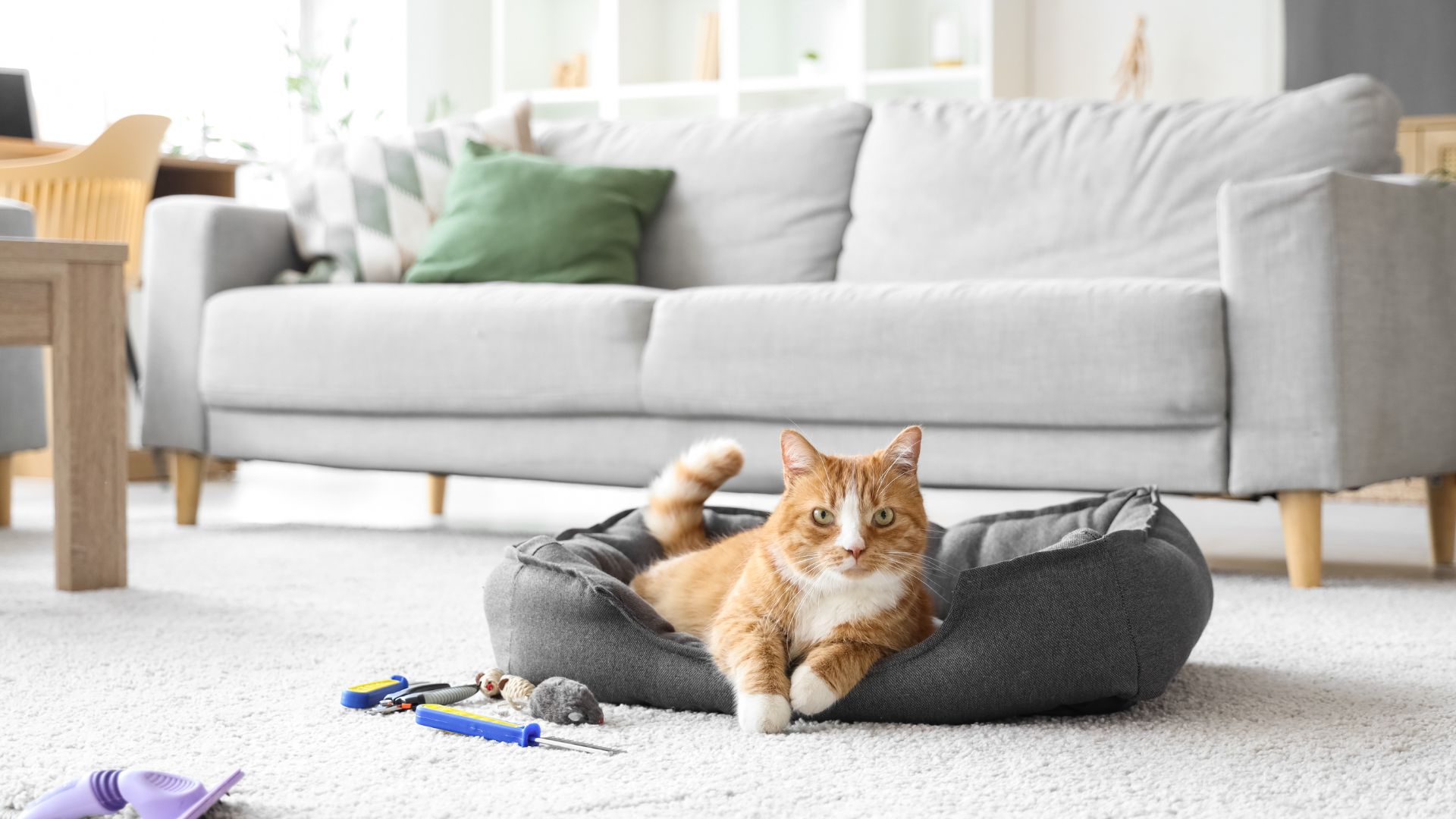 What to Specify and Inspect, Product by Product for Pet Products