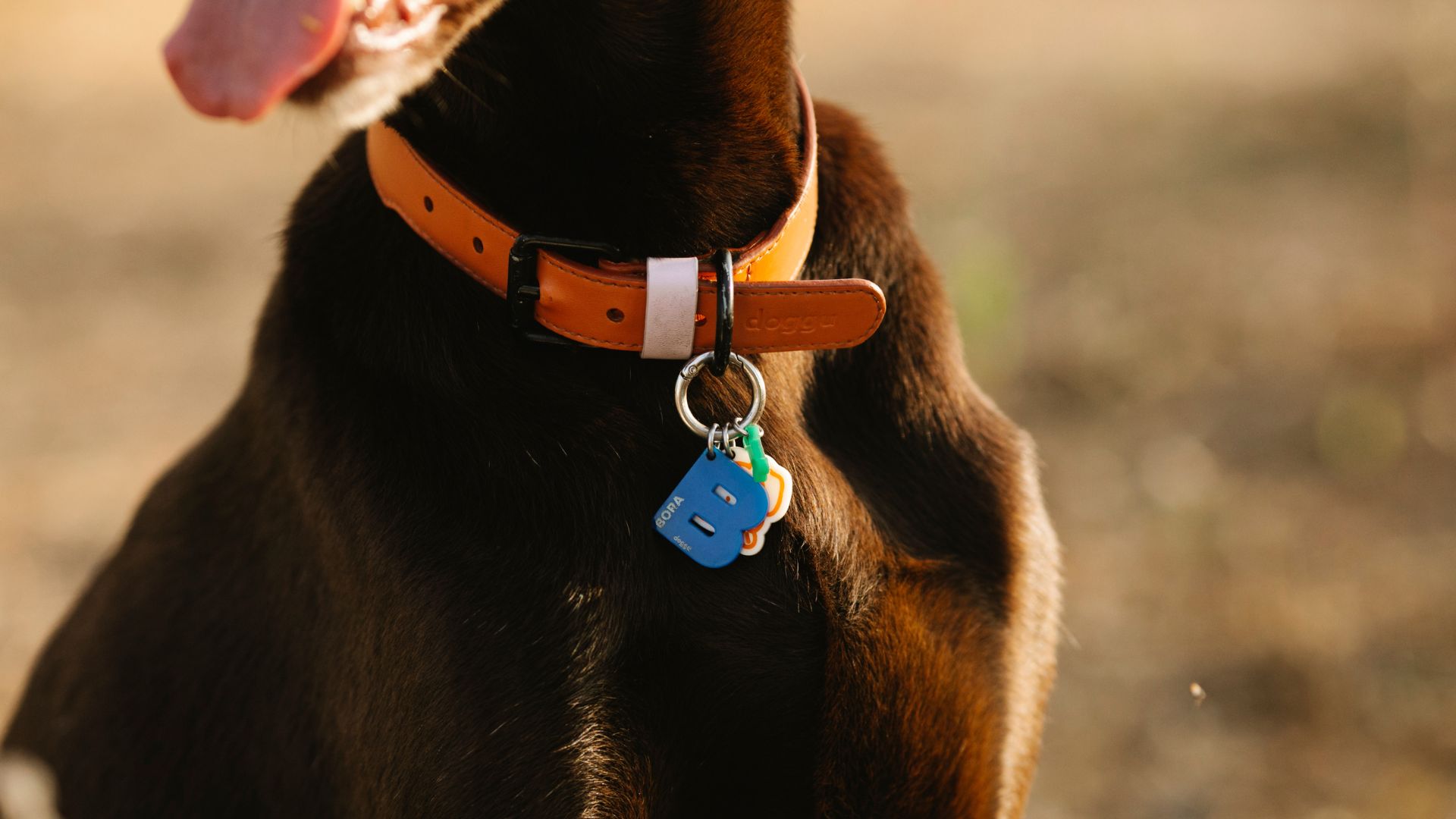 What to Specify and Inspect, Product by Product for Pet Products